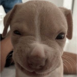 Meet your Posher, Hunter